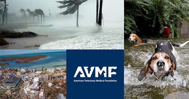 Tweet by AVMA (American Veterinary Medical Association)