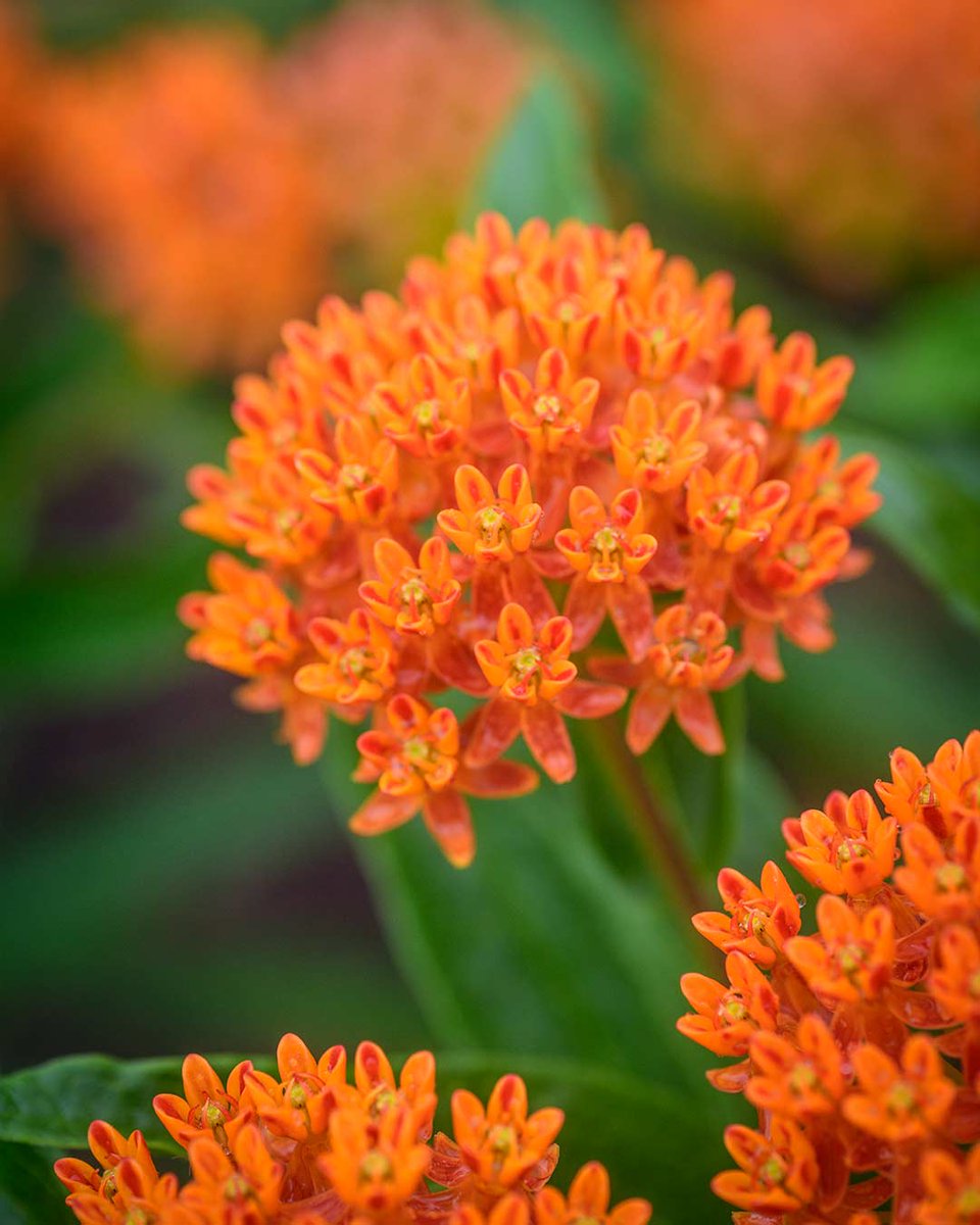 Vividly orange blooms, these easy-to-grow, long blooming Butterfly Weed make lovely cut flowers and are magnets for butterflies, particularly Monarchs. bit.ly/3VD0OvQ