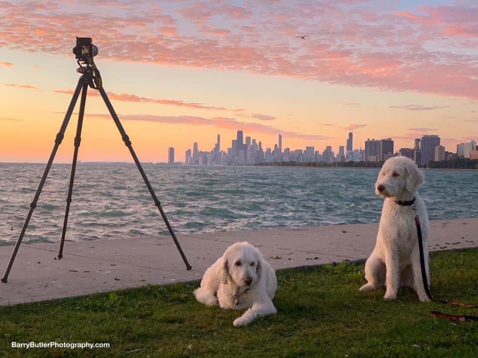 On this day in Chicago in 2019, Ajax and Tuskar enjoy the start of the day.