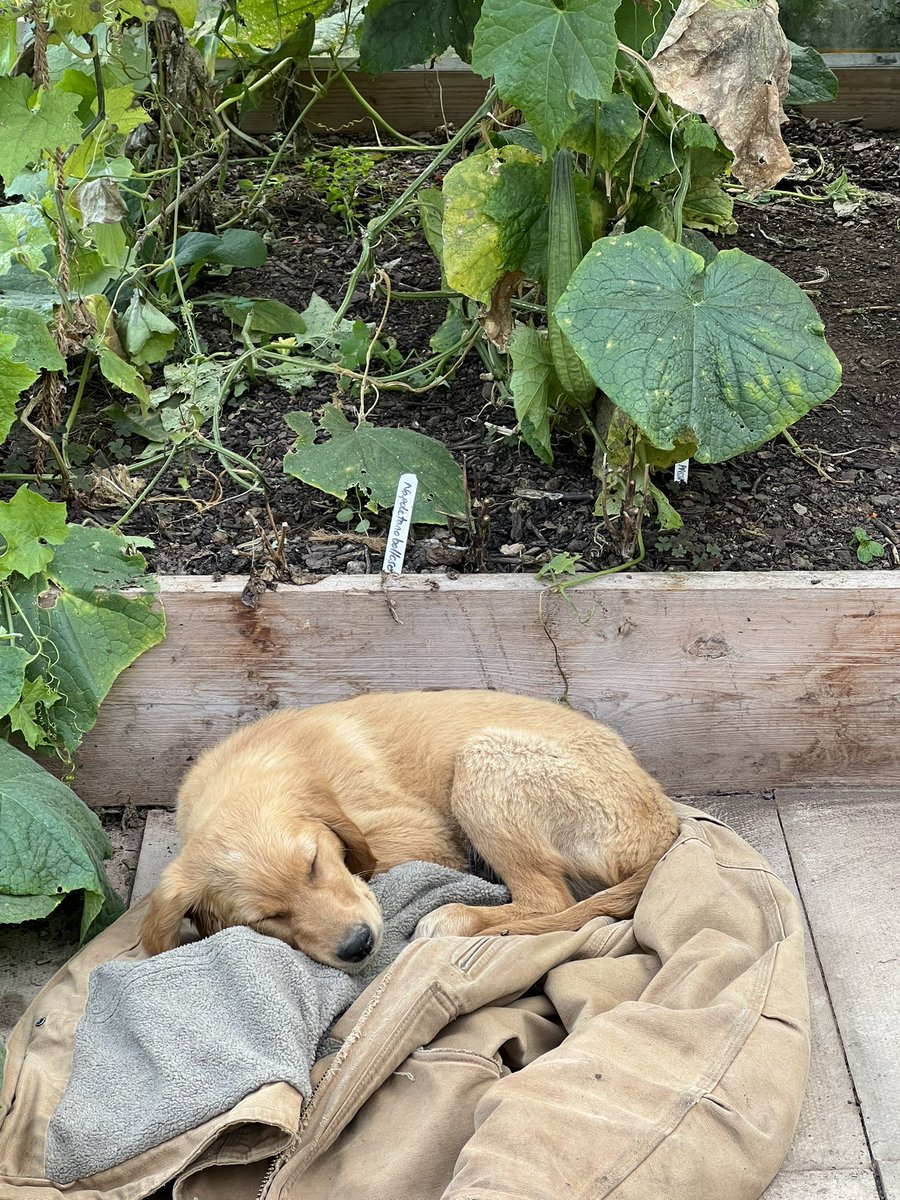 Monty Don tweet media