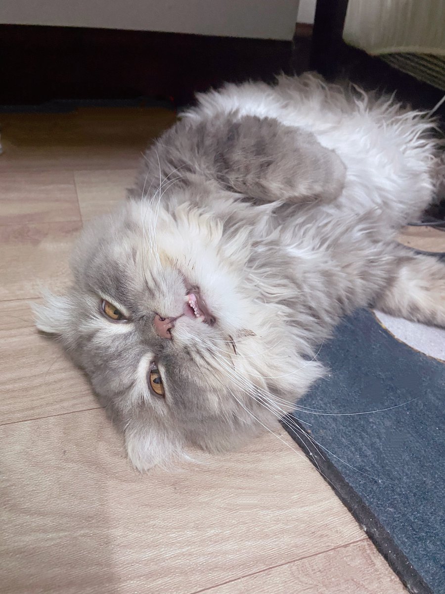 ANYU | อันยู tweet media