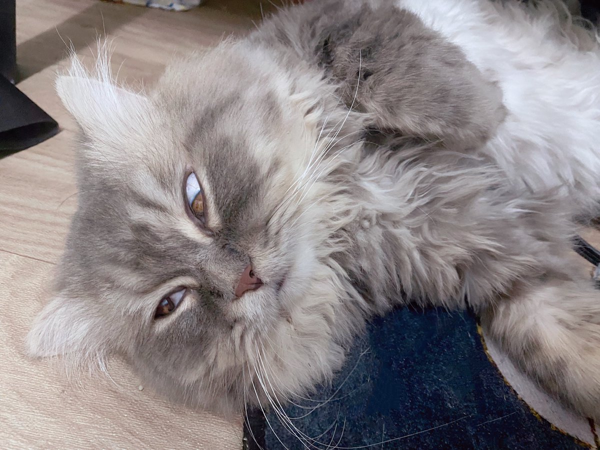 ANYU | อันยู tweet media