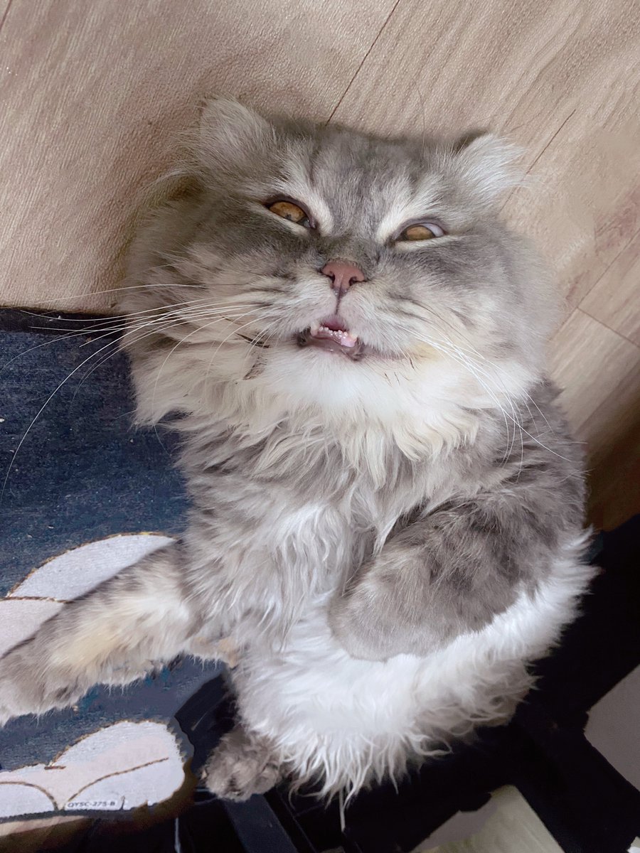 ANYU | อันยู tweet media