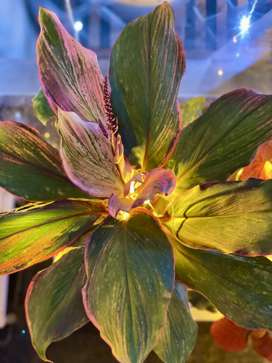 gsushma55's tweet image. के .. सज गया है घर, रोशनियों से .. नयी उमंगों, नए जोश, नए उत्साह से .. प्यार से, सुकून से, ख़ुशियों से .. घर! .. ये प्यारा सा घर .. मेरा, मेरे अपनों का .. 

#Sush_Click! #diwalivibes! ♥️