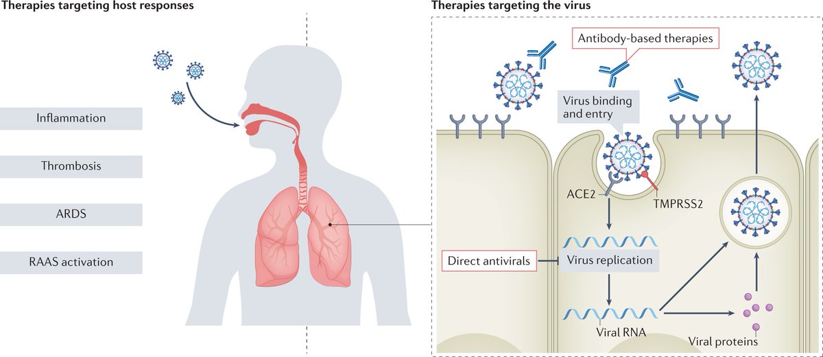 New Review online! @DavidLeaf9 and colleagues discuss therapies available to treat COVID-19, including their relevance to patients with kidney failure and kidney transplant recipients. go.nature.com/3VEW9JK @nymurakami @HannyAlSamkari @megsise @JonathanCaseyMD