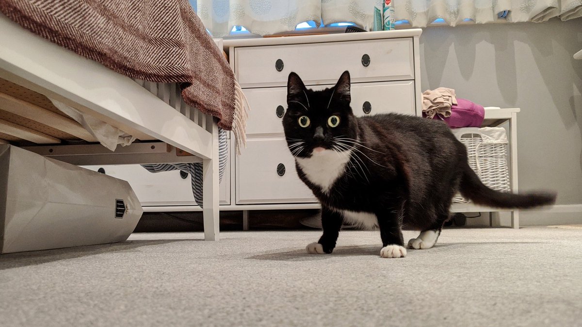 CuriousZelda's tweet photo. I wish I was symmetrical
I could have been a model
But when I try to strut my stuff
It turns into a waddle https://t.co/37Sl1IIyv5