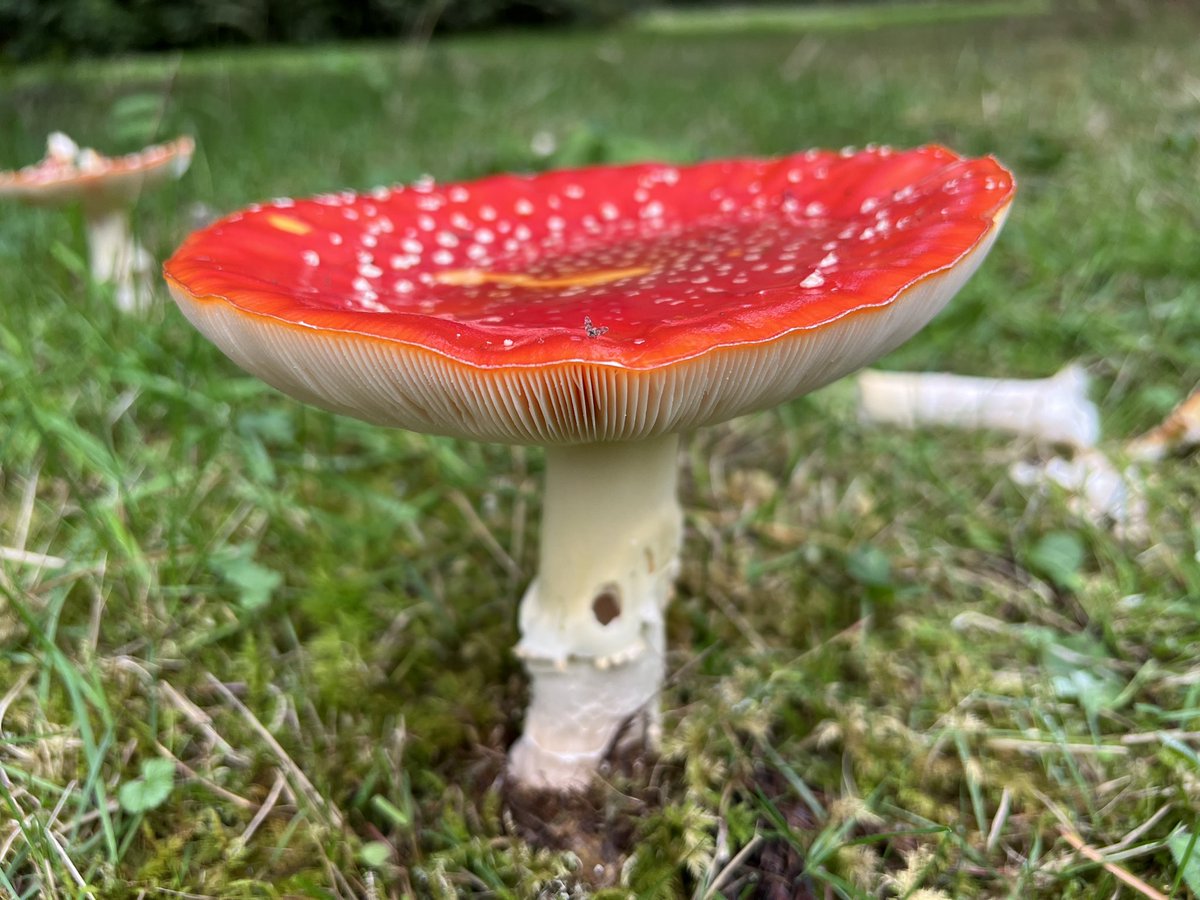 RubySus's tweet photo. Seeing one of these always makes my day… @RHSHarlowCarr https://t.co/GmN01aAGI6