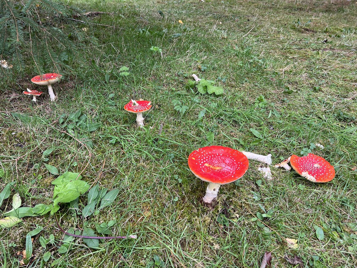 RubySus's tweet photo. Seeing one of these always makes my day… @RHSHarlowCarr https://t.co/GmN01aAGI6