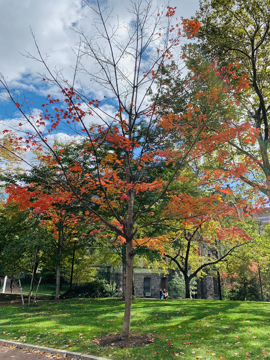 flowerlady61's tweet photo. Wonderful talk today at the University of Pennsylvania on the media, law enforcement, identity and justice. Honored to have been asked to speak to very smart young people. And Locust Walk is, as I remember it, glorious in the Fall. #Penn #Annenberg https://t.co/sCMCW3FY9z