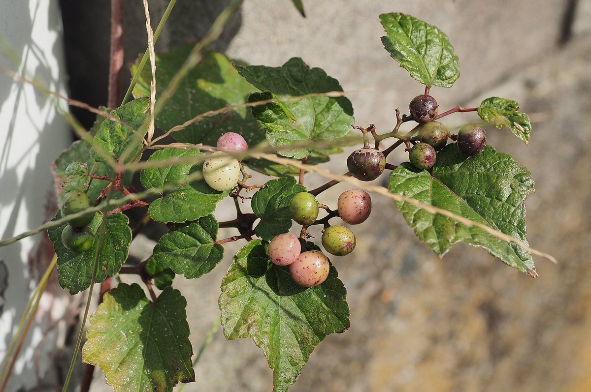 no humans food leaf blurry fruit food focus still life  illustration images