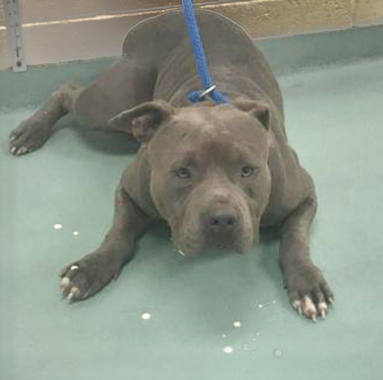 #TN #MEMPHIS 💥AT RISK💥Cheeks 2yo boy So scared in the shelter, this poor guy has zero help & listed as RESCUE ONLY. He needs help fast to make it out of here! Pls #RESCUE #FOSTER #PLEDGE #MASA17667 m.facebook.com/story.php?stor…