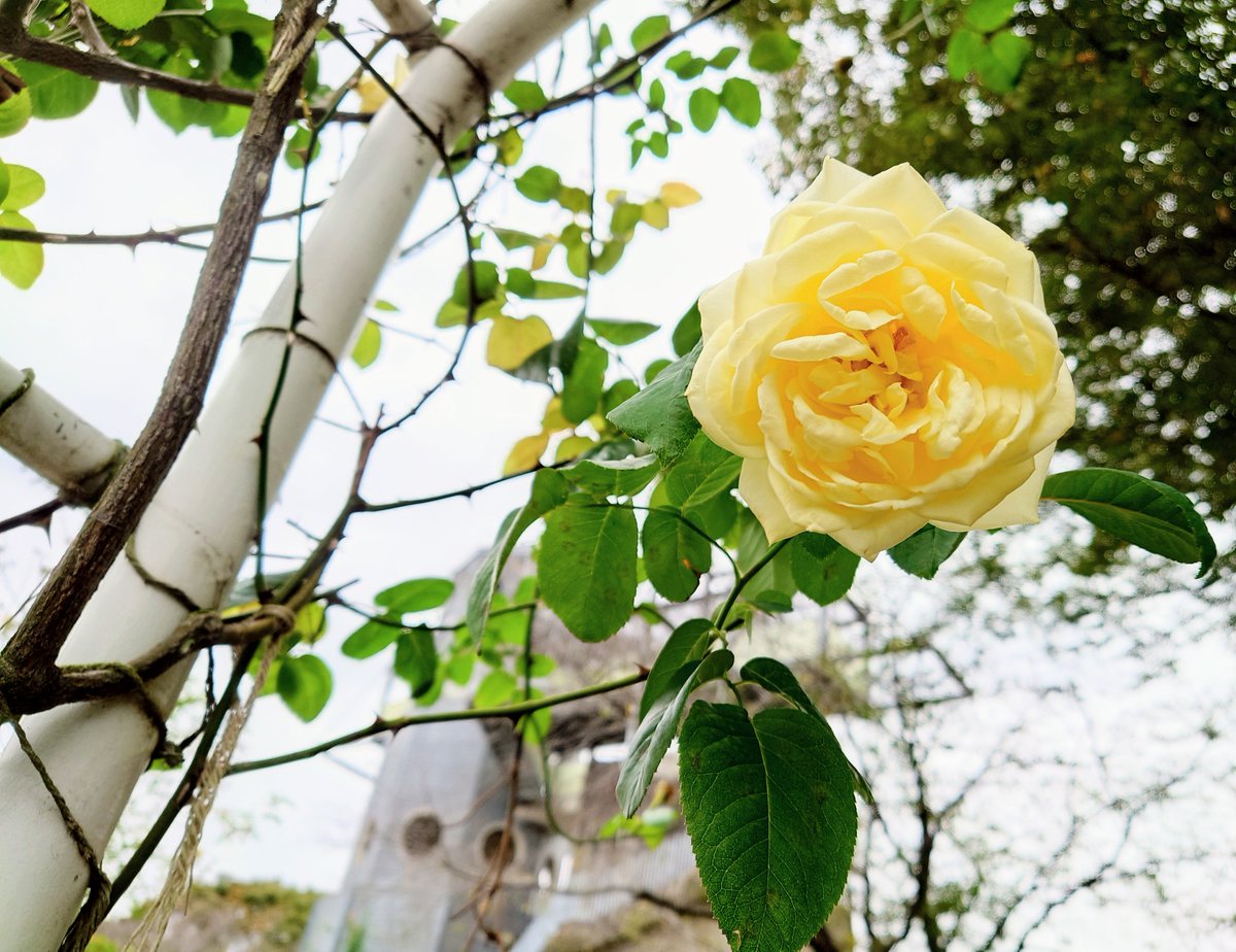 おはよーございます🌹
いってきます
#花好きな人と繋がりたい #TLを花でいっぱいにしよう #秋バラ #バラまつり