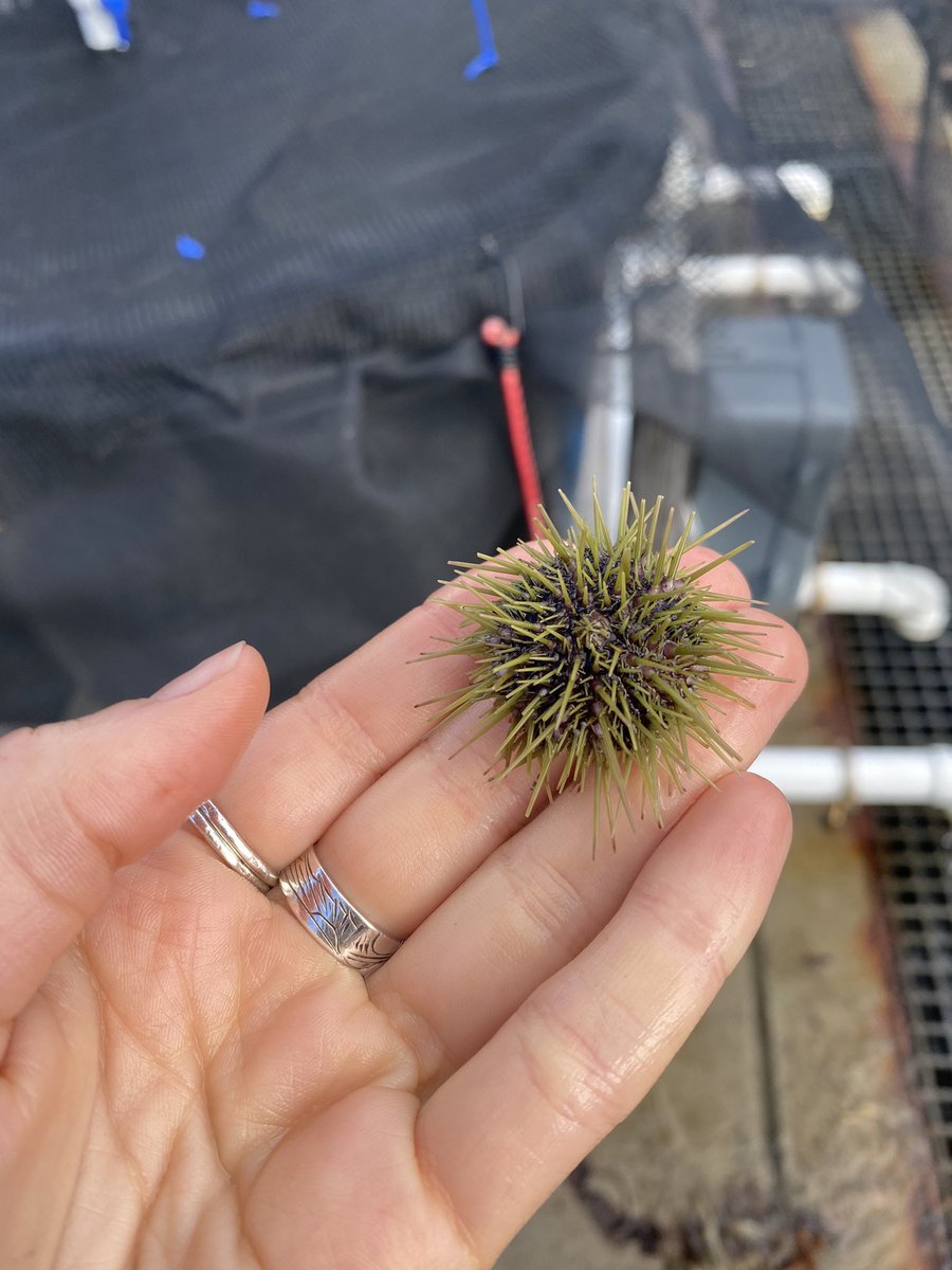 It’s been an incredible first month in Nahant 🌊 next up is our first night dive tomorrow!!