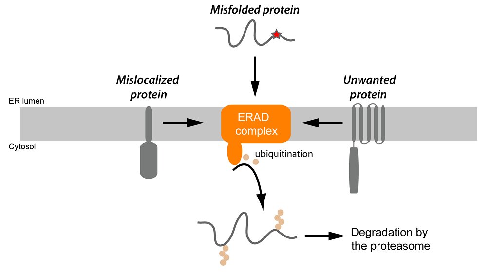 📢 Job oportunity 📢 The Carvalho lab <a href="/Dunn_School/">Dunn_School (now @DunnSchool.bsky.social)</a> has 2 Postdoc positions available! 🥼 If you are interested in organelles and membrane proteins, apply before the end of October 🗓️ Here: shorturl.at/pqTWZ or shorturl.at/fgvwY
.