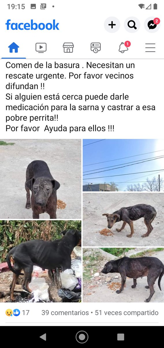 ALEXIANA777's tweet photo. Avenida Fructuoso Diaz 1.100 #GARIN perritas DESNUTRIDAS que no paran de parir !!!... Xfavor #CASTREN 💔🥺🙏🏻🙏🏻🙏🏻😡 @soyleomontero @elcampito @RefuDonTorcuato @ZaguatesRefugio @refuasis @RefuDonTorcuato @mebolcomba https://t.co/6yHkOWcOl7