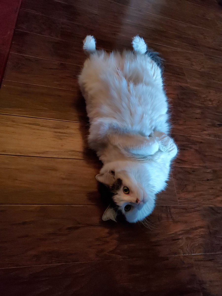 CatMomSays's tweet photo. @JortsTheCat I hear ya! #FloppersGottaFlop #FloofyKitty #FloofForDays #KittyBelly https://t.co/MpPdyXaeAo