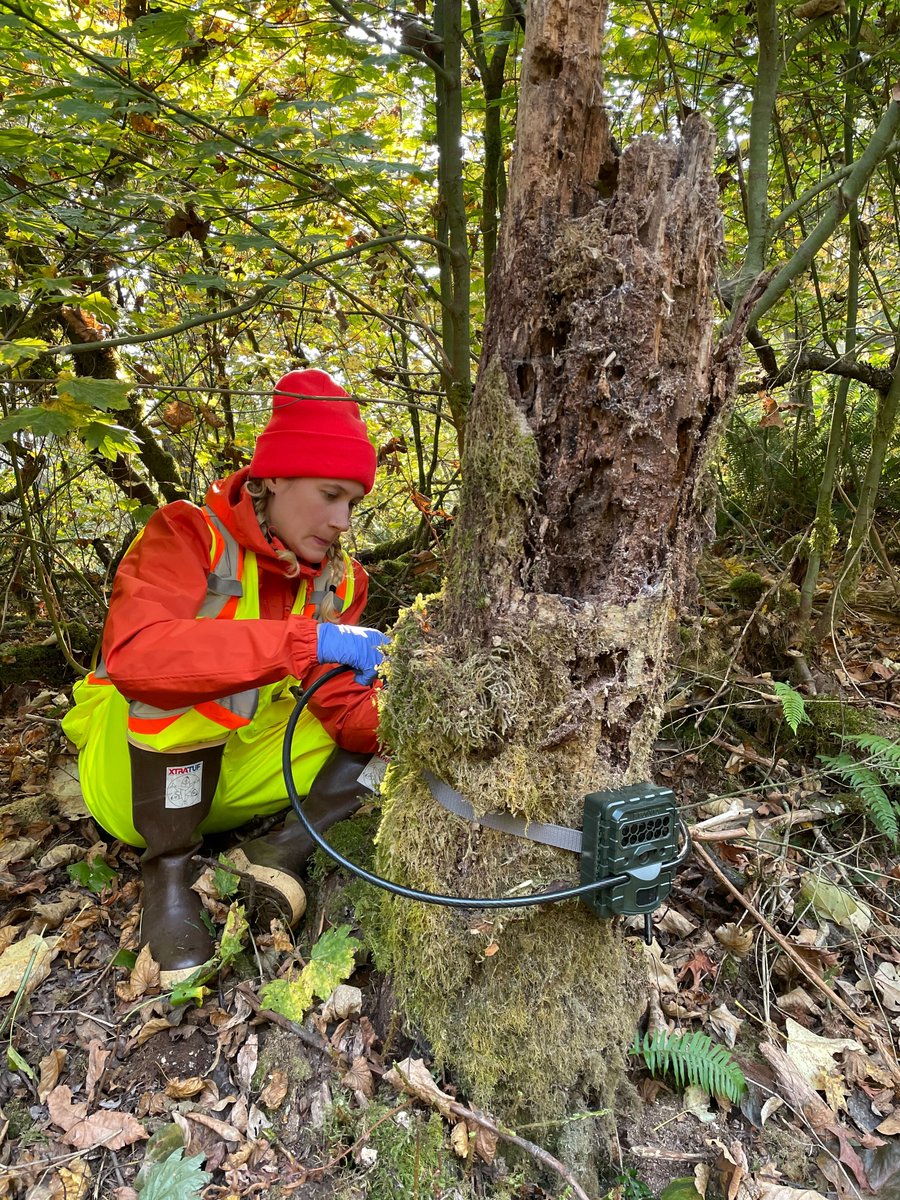 bcparksfdn's tweet photo. All in the name of science!

Check out these images of a few of our team members setting up camera traps at Upper Pitt River. The cameras will help collect important data on wildlife in the ecologically significant area.

#wildlifewednesday https://t.co/W4jIOmOIeV