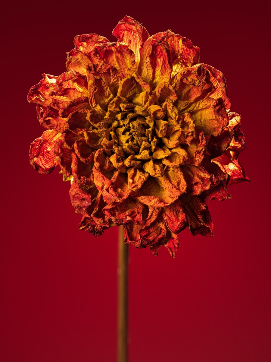 Test shoot with a leftover flower from another project. This is a focused stacked made up of 60 images. I used an Edelkrone SliderONE’s stop motion feature to move the camera and the focus point.