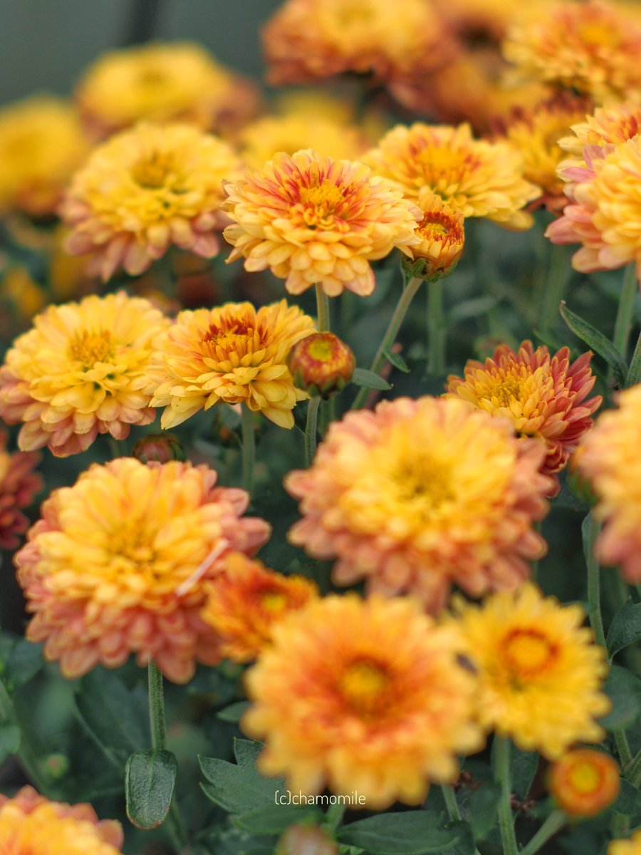 10月20日
︵‿୨♡　いつか、これも
　　　　想い出になるのね　♡୧‿︵
🌼🌿🌼🌿🌼
#oldlens 
#スプレーマム