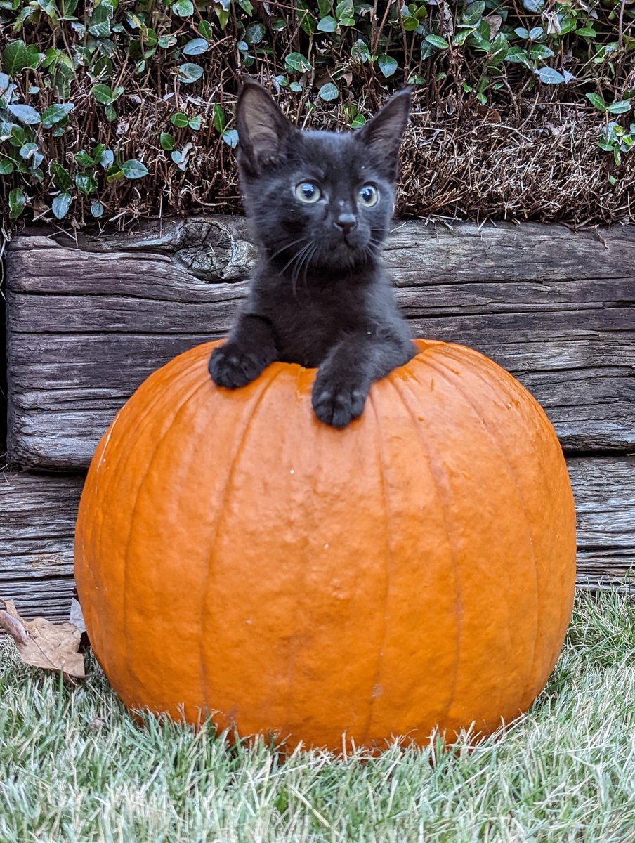 Charliecss's tweet image. I adore my neighbors foster cat so much. He's so sweet and chill