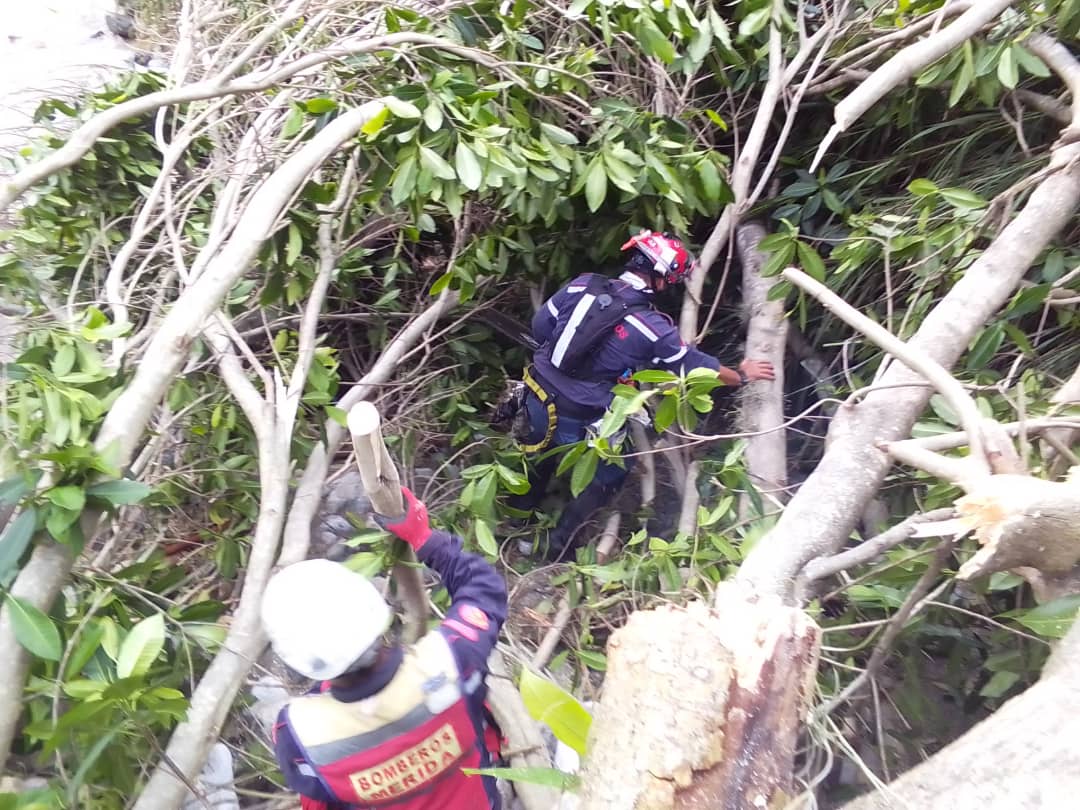 ReporteYa's tweet photo. #19Oct #Mérida 
 @leoperiodista: Bomberos #ULA, #Mérida y Forestales han trabajado conjuntamente en la tala de árboles ubicados en el cauce del río La #Pedregosa 
https://t.co/08dHj0TNBq