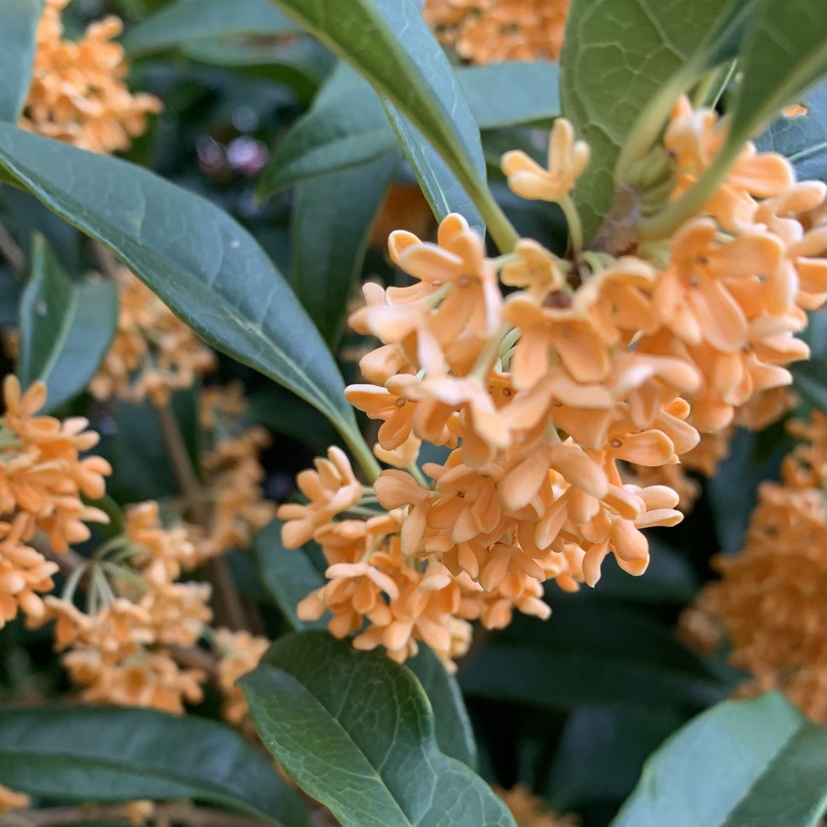 おはよう御座います(*´▽｀)ﾉﾉ 🌸🌸🌸花の便り🌸🌸🌸 金木犀は橙黄色の花を咲かせて甘い香りを放ち、沈丁花・クチナシと合わせて日本の三大芳香木のひとつです