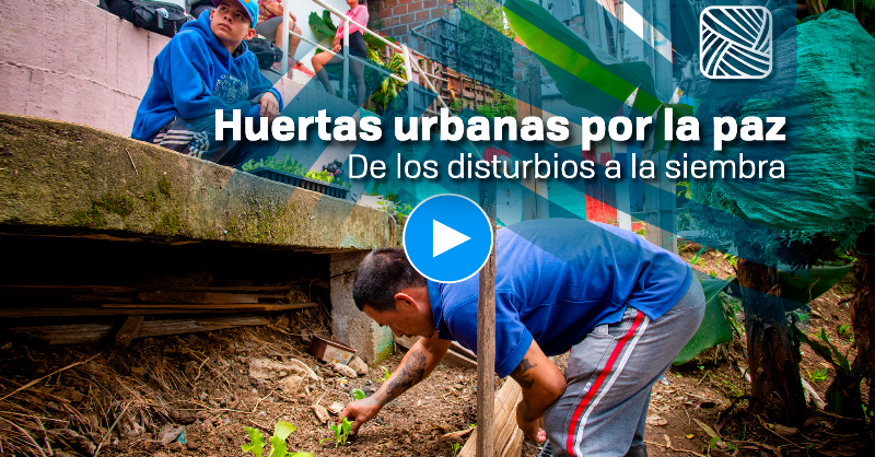 pasocolombia's tweet photo. 🤲🏽🪴 De los disturbios a la siembra. Descubre cómo jóvenes protagonistas del Paro Nacional y víctimas del conflicto armado le apuestan a la #SeguridadAlimentaria en sectores vulnerables de la ciudad de Cali. 🎥👇 #PazUrbana #AgriculturaUrbana