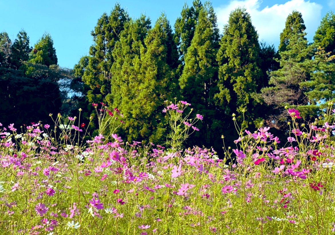 2022. 10. 20   木曜日

みなさん
おはようございます✨💐

いつも
ありがとうございます✨

本日も
よろしくお願いします✨💐

優しくて穏やかな
明るい素敵な１日に
なりますように✨🍀💐😊