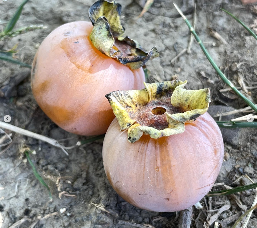 MDC_online's tweet photo. Persimmons usually ripen after a frost. They can be enjoyed raw or, the pulp can be used for recipes that call for pumpkin or bananas. Be sure the fruit is ripe before eating or, it will make you pucker! https://t.co/Xuhr0NT7bv
📷:Kevin Muenks https://t.co/Oazx86URmK
