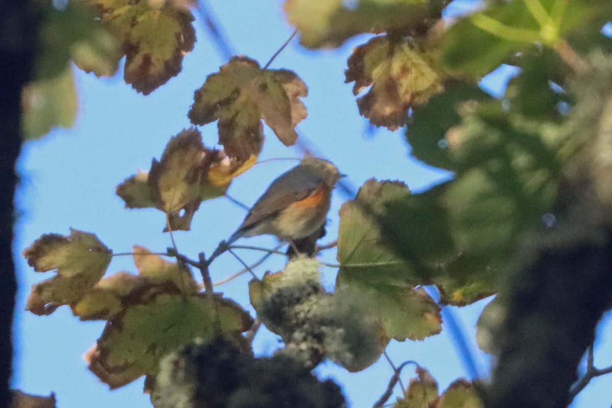 TimSykes74's tweet photo. Slight improvement on yesterday's pics: the adult male Bluetail at Kergord in Shetland, especially for fans of a rare plumage!  Only saw it twice today in 5 hours, and never below 10m.  Absolutely awesome to see it enjoying a few seconds of sunshine! 
@NatureInShet @BirdGuides https://t.co/dXdSHHvDCj