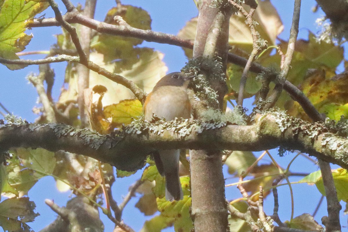 TimSykes74's tweet photo. Slight improvement on yesterday's pics: the adult male Bluetail at Kergord in Shetland, especially for fans of a rare plumage!  Only saw it twice today in 5 hours, and never below 10m.  Absolutely awesome to see it enjoying a few seconds of sunshine! 
@NatureInShet @BirdGuides https://t.co/dXdSHHvDCj