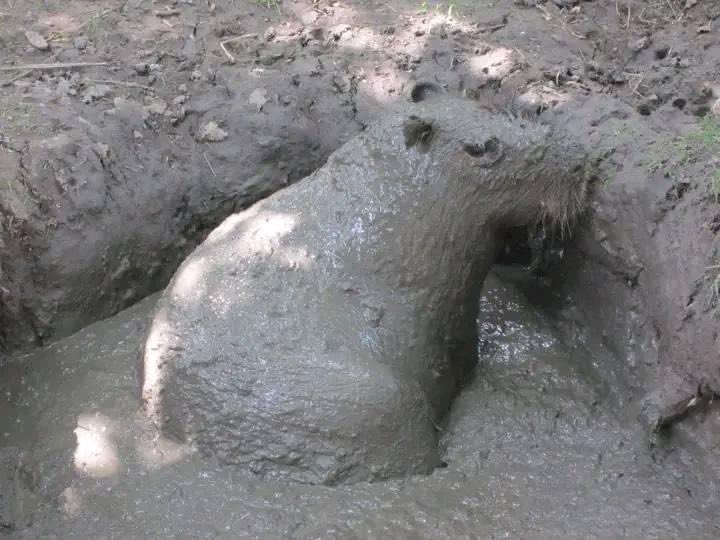 CAPYBARA MAN tweet media