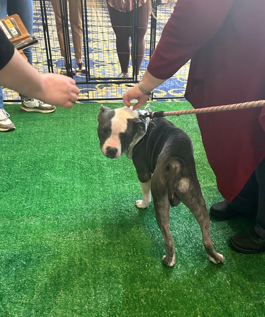 acedsonline's tweet photo. The #ACEDS team had a blast at ARMA #InfoCon2022! We...
Connected with attendees🤝🏼
Attended great sessions🎤
Pet puppies🐶
Experienced Broadway🎸
AND, met a celebrity!🌟
Thank you @ARMA_INT for the wonderful conference and to those who stopped by our table! Until next year 🎉 https://t.co/bSyzxMCtF6
