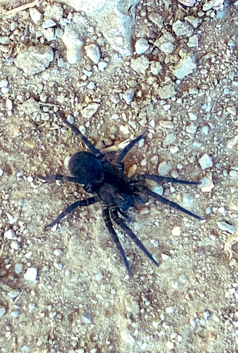 slouhippieluv13's tweet photo. It is the spidery season!!! 🕸🕷 #MyNewFriend #Halloween #Tarantulas https://t.co/XTfUhdwqHK