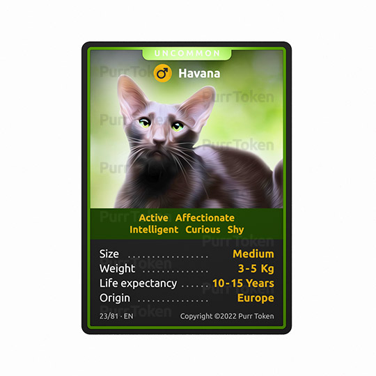 This is our new #NFT from  our cat breeds game/project. Breed number 23, Havana: Active, Affectionate, Intelligent, Cautious and shy. 
#NFTProjects  #BSCGemAlert #BSCGem #purrtoken