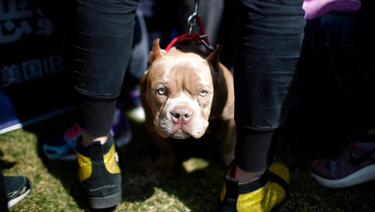 Huit mois de #prison pour le propriétaire des #chiens auteurs de #violences à Noyen-sur-Sarthe, où une adolescente de 15 ans avait été mordue pas moins de 17 fois au crâne. #Sarthe #justice #tribunal #americanbully 
➡️ l.francebleu.fr/h6zN