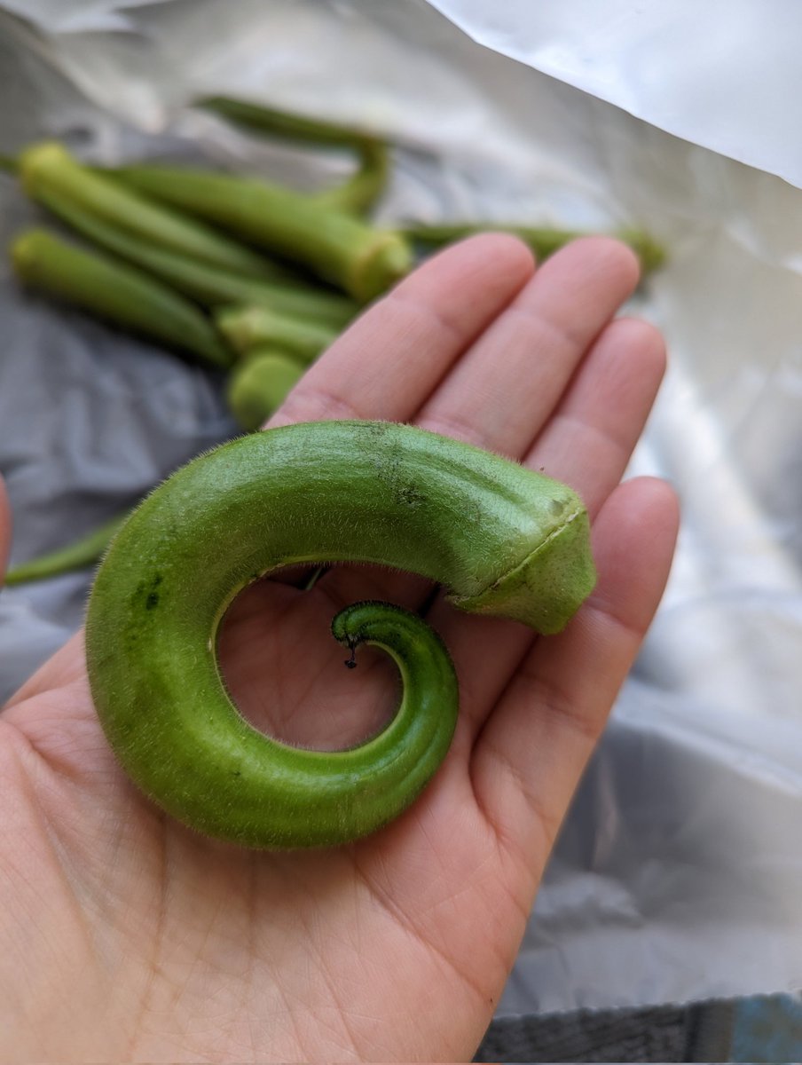 danielleduong's tweet photo. @newventureswest Spiralic, in the best ways https://t.co/IqZrWrfD1p