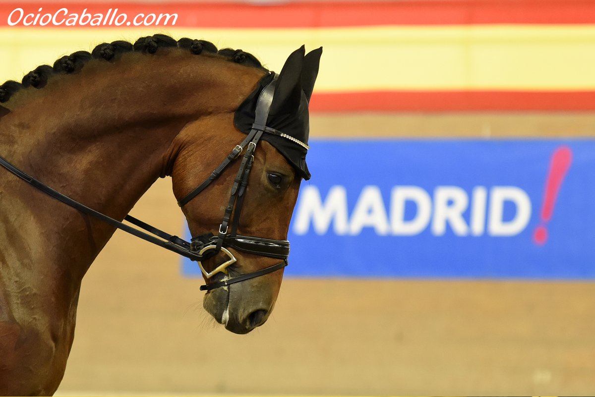 OcioCaballo's tweet photo. Arranca la Copa del Rey de Doma Clásica 2022 con los caballos jóvenes | FOTOS 📸

🐴 El viernes comienza el CDI4* clasificatorio para la Copa ANCCE

✏️NOTICIA COMPLETA EN: https://t.co/Ud4Nl40uu1 https://t.co/WBAyywgwTX