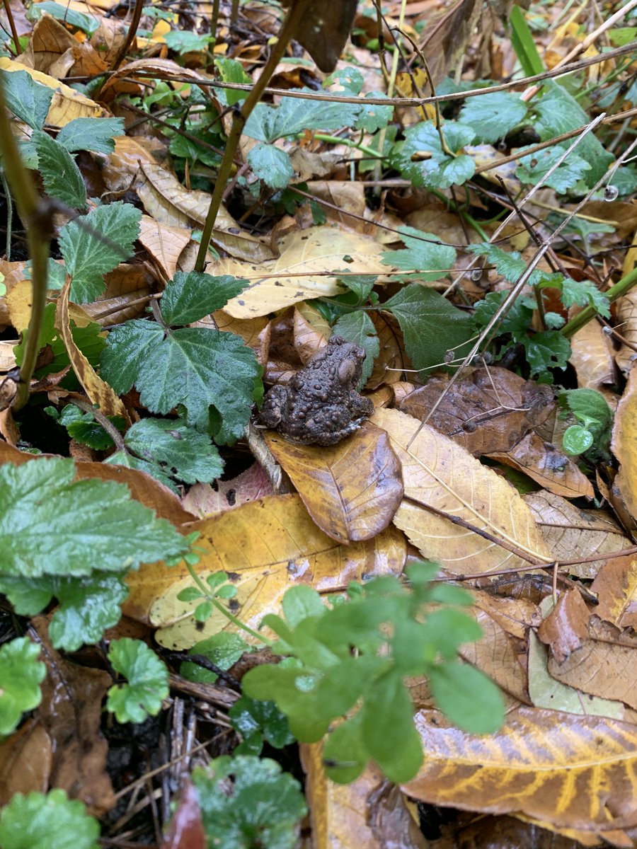 We had a great day with grade 3 students from 
<a href="/Stoney_CreekPS/">Stoney Creek PS</a> on #TakeMeOutsideDay. The ☔️didn't stop us from learning about plants and soils! Even found a friend enjoying the rainy weather with us