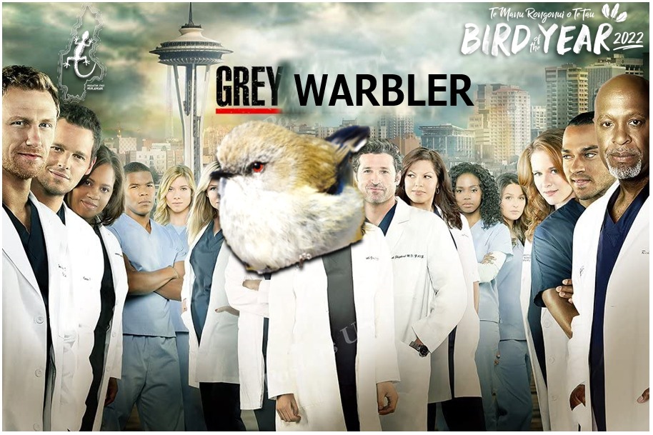 The Doctor will see you now. Vote <a href="/RiroriroBOTY/">Riroriro/Grey Warbler for Bird of the Year 2022</a> at birdoftheyear.org.nz
.
<a href="/Forest_and_Bird/">Forest & Bird</a> #BOTY2022