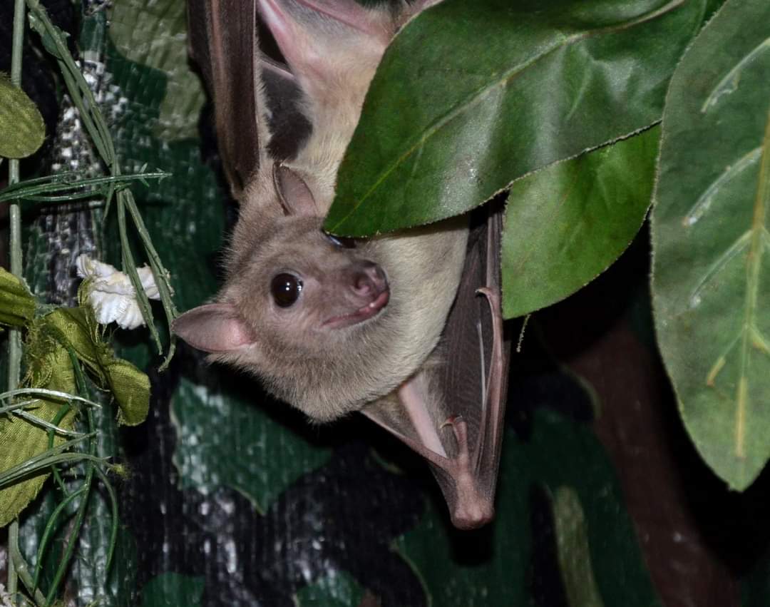 batworld's tweet image. Happy Bat Appreciation Month!

Contrary to popular belief, bats are not aggressive. Like birds, rabbits, and other wildlife, bats are more afraid of us than we are of them. Bats are shy, gentle and intelligent and they only want to exist peacefully on this planet, just like we do