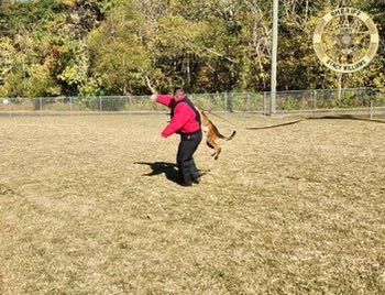 HCSO_K9Janco's tweet photo. Some action shots of K-9 Janco and Sgt. McAdams at training today. We appreciate @PauldingSheriff and their K-9 Division for allowing us to train with them!
#K9Janco #K9Unit #Training #Team #ThankYou #TrainingIsImportant #Malinois #WorkingDog #Maligator #GoodBoy #Dogs #K9s https://t.co/jncISMSKqc