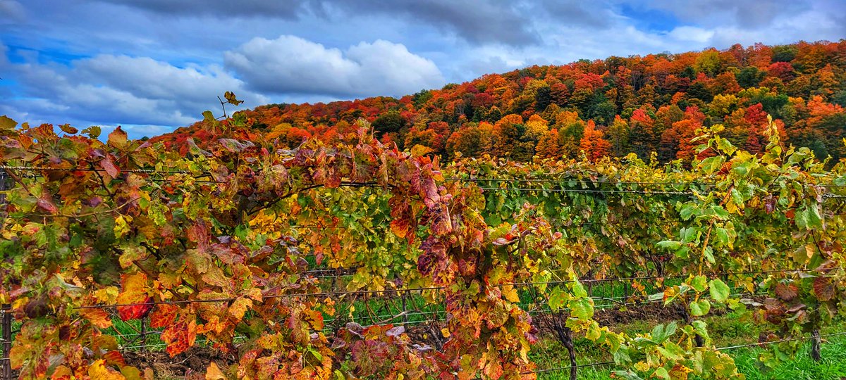 SudarsanPoojari's tweet photo. Mixing the colours of #leafrollvirus with #fall colours #niagara #October2022 #grapevines https://t.co/56thAB4NWj