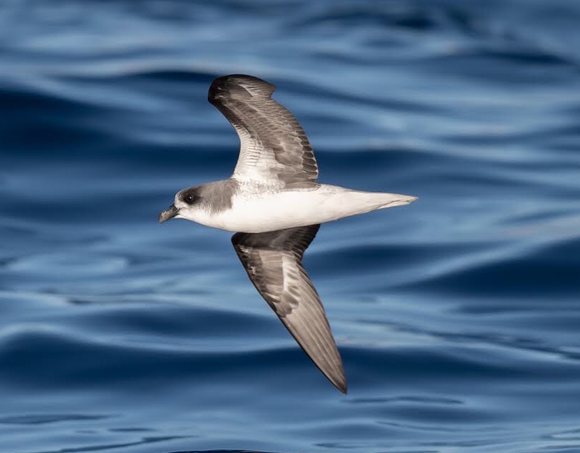 REQUEST FOR PHOTOS. Do you have photographs of Desertas Petrel and / or Cape Verde Petrel for our research into field separation and identification of the two species. We would be truly grateful.