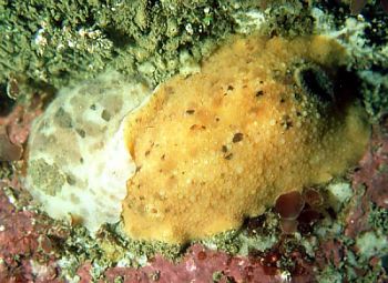 When life gives you sea-lemons, they end up in #NEMESIS, a database for #NIS! In 2017, European nudibranchs 'Sea Lemons' (Doris pseudoargus) were found by recreational divers on rocky ledges off Cape Ann, MA &amp; the Gulf of Maine. (1/2) 
PC: B. Picton
invasions.si.edu/nemesis/specie…