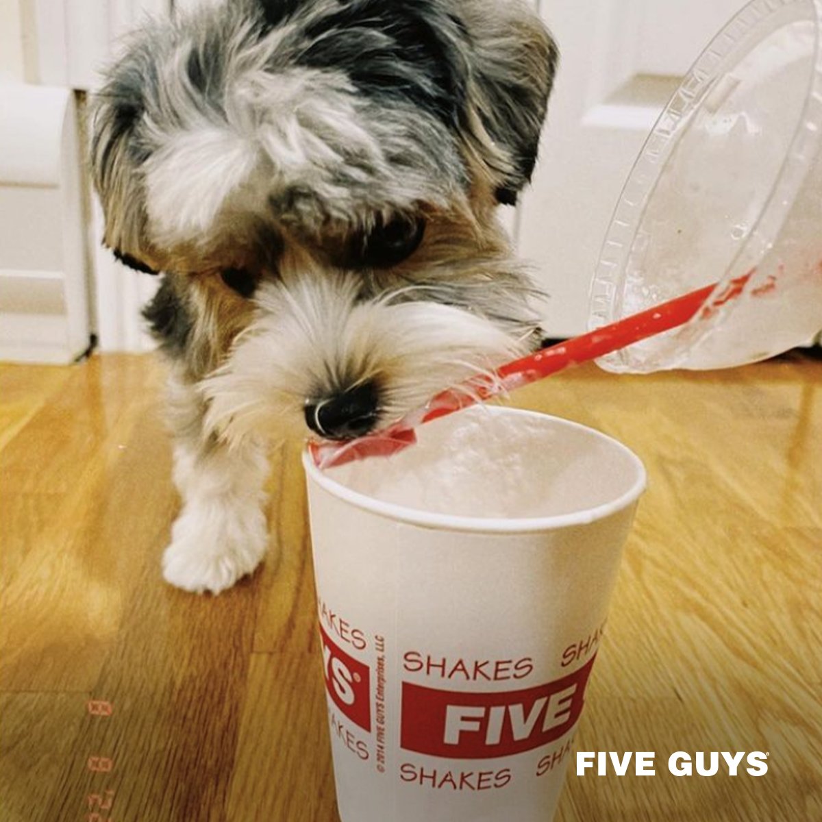 Even the best doggos deserve a treat! (📸: londonthebiewer | Instagram)