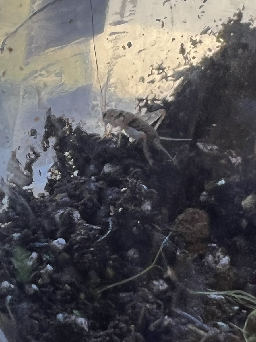 Terrariums part 2!  Look at our new friends in the ecosystems that the students created for them!  <a href="/FPDES/">Forest Pines Drive</a>