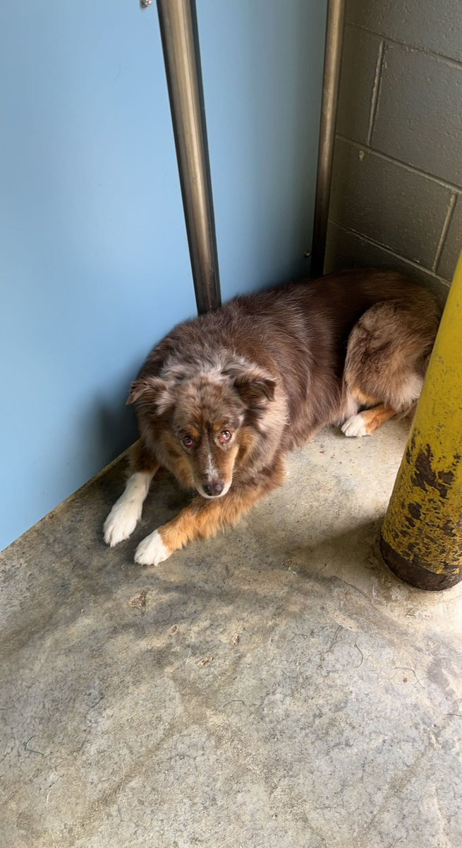 look at this dog at work she’s adorable. her name is willow