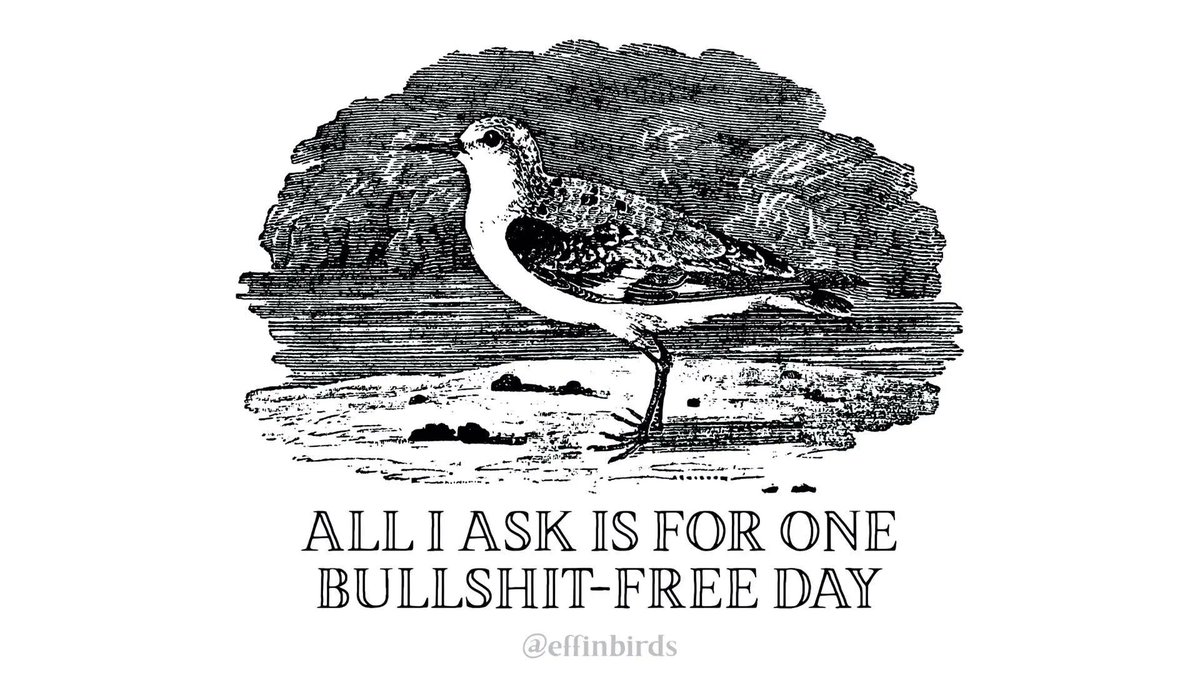 Effin' Birds (@effinbirds) on Twitter photo 