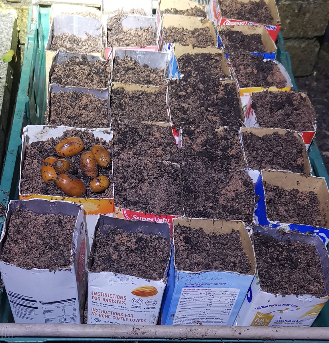 DonegalPaul9's tweet photo. It takes an oak 50 years before it produces acorns. They start sprouting soon after falling. Great time to collect acorns & for pupils plant in milk cartons in school now. #sustainability #kingofthetrees @IrishSchSusty @NativeWoodTrust https://t.co/sEX8qC0voA